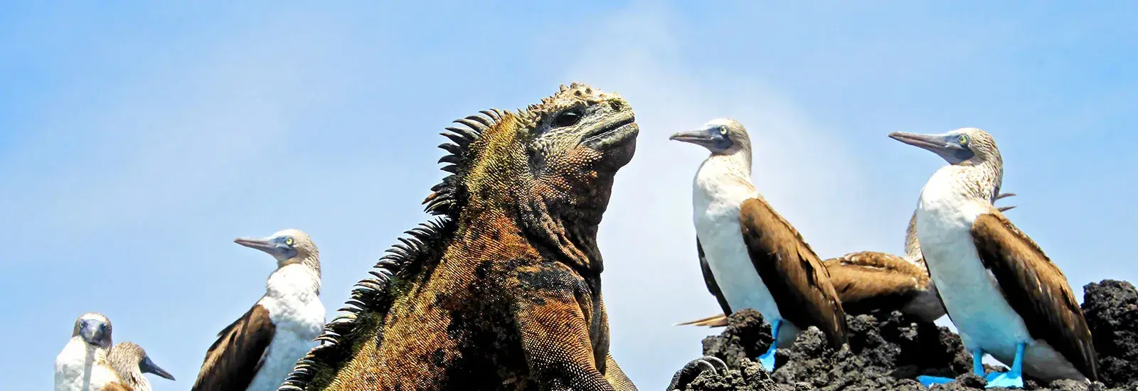 galapagos_blog-2.jpg galapagos_blog-2.jpg
