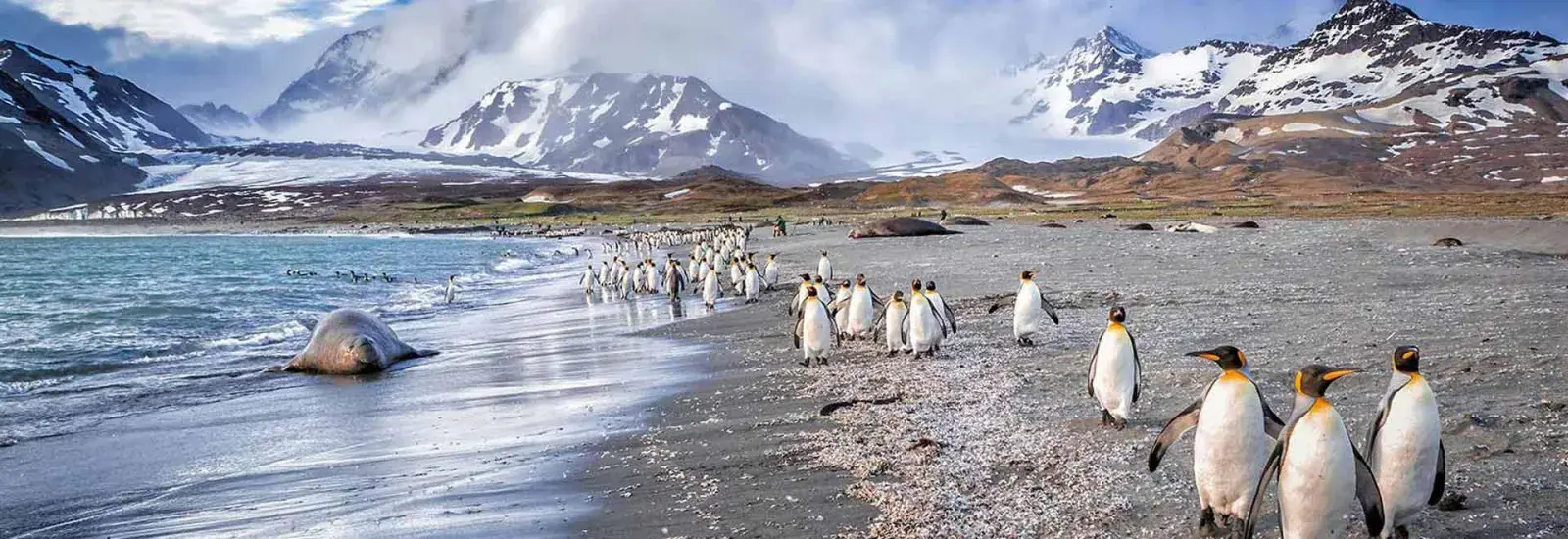 South Georgia, Falklands & Antarctic Odyssey | Sylvia Earle South Georgia, Falklands & Antarctic Odyssey | Sylvia Earle