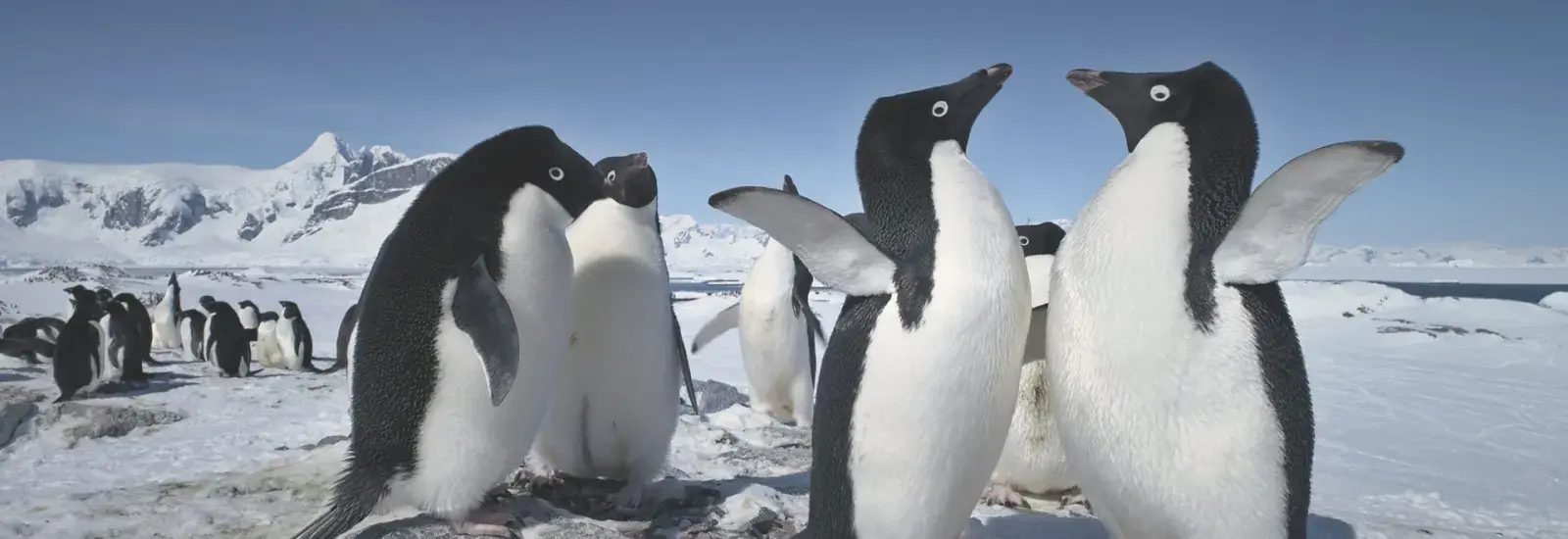Antarctic Explorer: New Scientist | Douglas Mawson Antarctic Explorer: New Scientist | Douglas Mawson