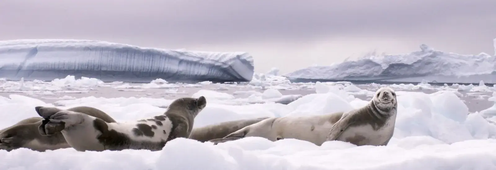 Antarctica Classic in Depth | MS Expedition Antarctica Classic in Depth | MS Expedition