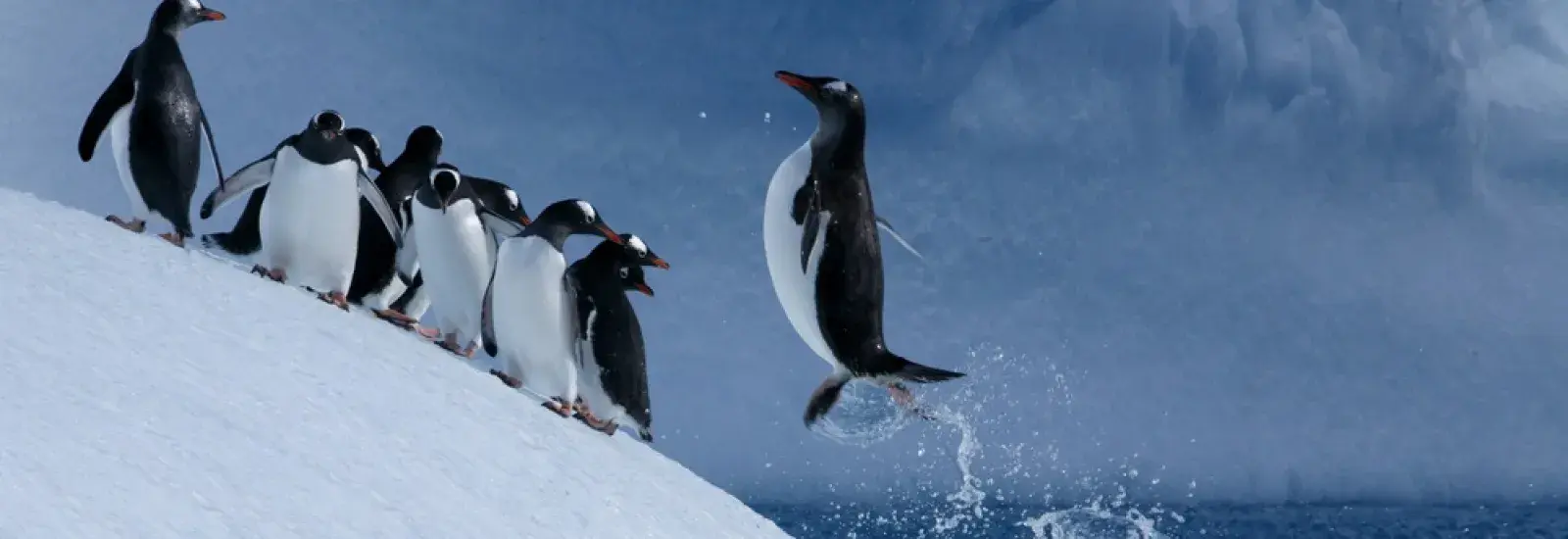 Falklands, South Georgia & Antarctica | Plancius Falklands, South Georgia & Antarctica | Plancius