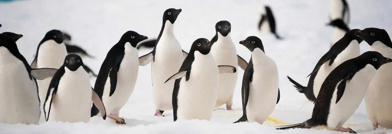 Falklands, South Georgia & Antarctica 23 Days | Sea Spirit Falklands, South Georgia & Antarctica 23 Days | Sea Spirit