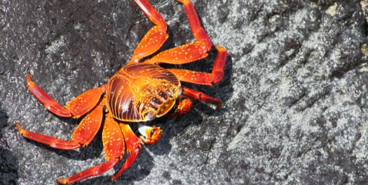 Fly Galapagos Island to Mainland Fly Galapagos Island to Mainland