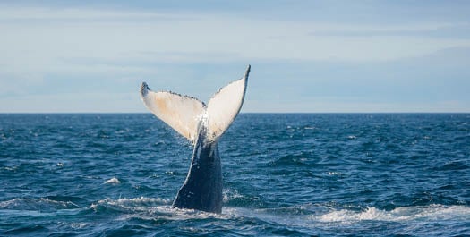 Greenland Sea/Ittoqqortoomiit - Days 6 & 7 Greenland Sea/Ittoqqortoomiit - Days 6 & 7