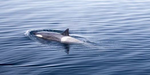 Crossing the Drake Passage - Days 18 & 19 Crossing the Drake Passage - Days 18 & 19