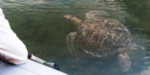 Black Turtle Cove & Dragon Hill Black Turtle Cove & Dragon Hill