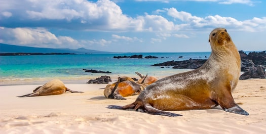 Isabela & Fernandina Islands Isabela & Fernandina Islands