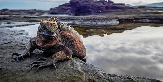 Saturday, Fernandina and Isabela Islands Saturday, Fernandina and Isabela Islands