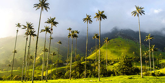 Valle de Cocora Valle de Cocora