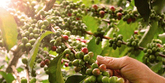 Coffee Process & Tasting Tour Coffee Process & Tasting Tour
