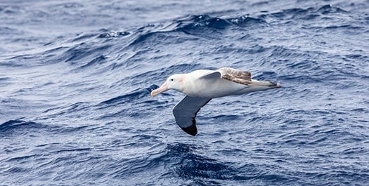 Cross the Drake Passage - Day 11 & 12 Cross the Drake Passage - Day 11 & 12