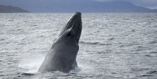 At Sea - South Georgia At Sea - South Georgia