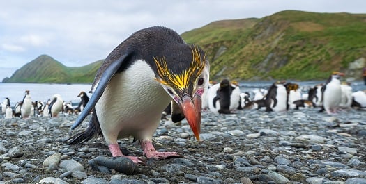 Macquarie Island - Day 6 & 7 Macquarie Island - Day 6 & 7