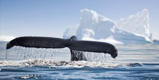 Crossing the Drake Passage - Day 3 & 4 Crossing the Drake Passage - Day 3 & 4