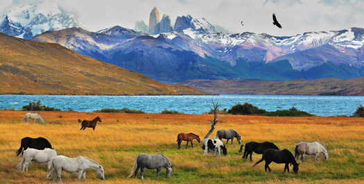 Patagonian Excursions Patagonian Excursions