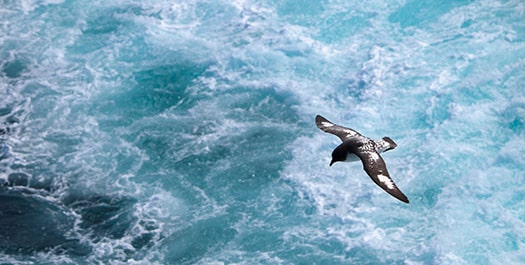 At sea, Drake Passage - Day 3 & 4 At sea, Drake Passage - Day 3 & 4