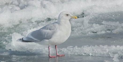 Into The Ice Into The Ice