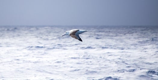 Crossing the Drake Passage - Days 2 & 3 Crossing the Drake Passage - Days 2 & 3