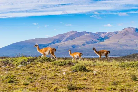 The Ultimate Guide to Wildlife in Patagonia The Ultimate Guide to Wildlife in Patagonia