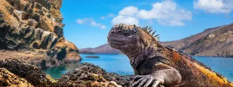 Wildlife of the Galapagos Wildlife of the Galapagos