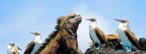 Discover the Galapagos – Your Island by Island Guide Discover the Galapagos – Your Island by Island Guide