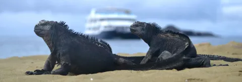The Complete Travel Guide to Galapagos Islands Cruising The Complete Travel Guide to Galapagos Islands Cruising
