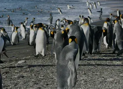 South Georgia and Falkland Islands South Georgia and Falkland Islands