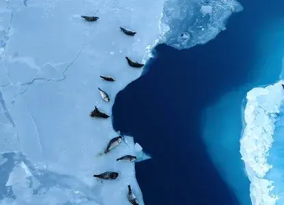 Aerial%20Seal%20View.jpg Aerial%20Seal%20View.jpg