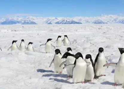 Cape%20Adare%20Banner.jpg Orcas in East Antarctica
