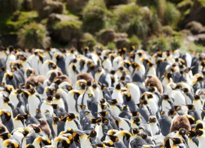 King%20Penguin%20Banner.jpg King%20Penguin%20Banner.jpg