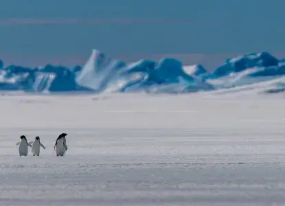 Adelie%20Penguins%20Banner.jpg Adelie%20Penguins%20Banner.jpg