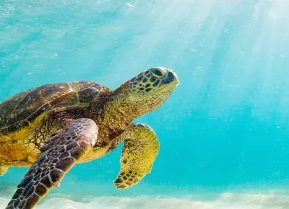 Turtle%20Banner_1.jpg Turtle swimming in the Galapagos Islands)