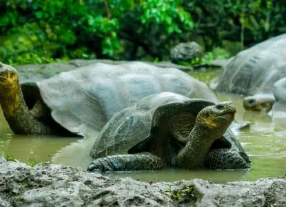 Galapagos%20hero4_1.jpg Iguazu Falls