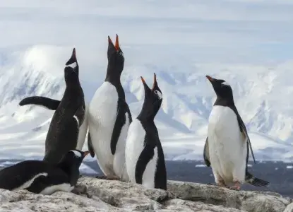 Antarctica-Gentoo-Penguins-David-Fletcher-2015-P1040166-Lg-RGB-640x480_0.jpg Media centre