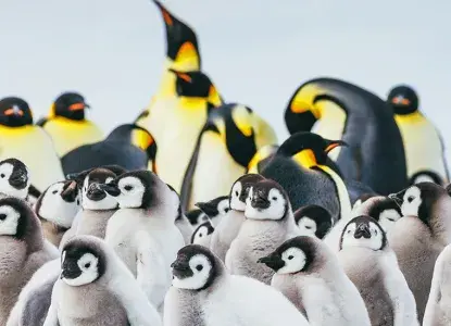 Emperor-Penguins-Snow-Hill-%28127%29-hero.jpg Emperor Penguin colony with fluffy chicks in foreground at Snow Hill in Antarctica)