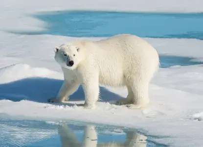 Polar-Bear_Baffin-Island-hero_0.jpg Polar bear in Baffin Island, Canada)