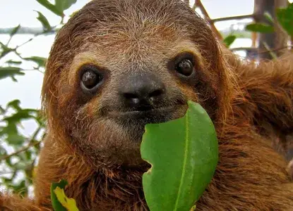 10 Fun Facts About Sloths That Will Make You Giggle 10 Fun Facts About Sloths That Will Make You Giggle