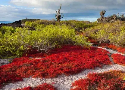 Galapagos_Floreana-Is_red-plant-hero.jpg Florena landscapes with red and green vegitation, Galapagos Islands )