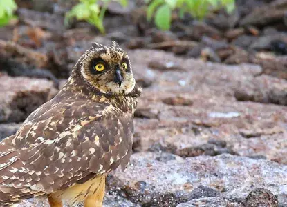 Galapagos_Short-eared-Owl-hero.jpg Short Eared Owl, Galapagos Islands )