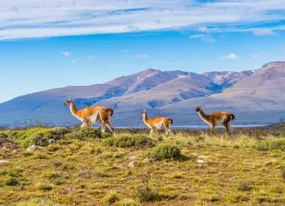 The Ultimate Guide to Wildlife in Patagonia The Ultimate Guide to Wildlife in Patagonia