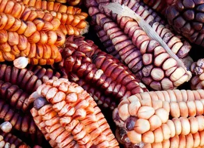 South American Food – How to Feast Your Way Through the Continent South American Food – How to Feast Your Way Through the Continent