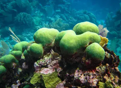 The Best Snorkel Spots in Nicaragua The Best Snorkel Spots in Nicaragua