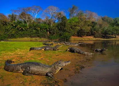 Secret Wonders: Visiting the Pantanal of Brazil Secret Wonders: Visiting the Pantanal of Brazil