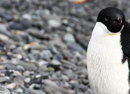 King George Island – More Than Just a Gateway to Antarctica King George Island – More Than Just a Gateway to Antarctica