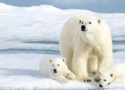 Things To Do In Svalbard Things To Do In Svalbard