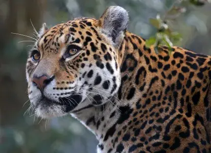 Wildlife Guide to the Pantanal Wildlife Guide to the Pantanal