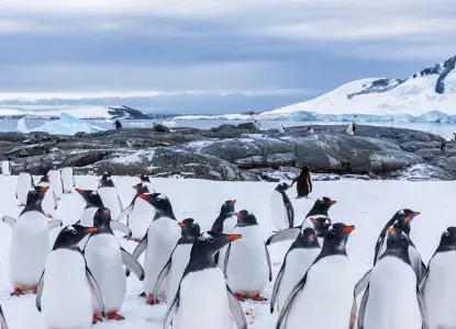 Gentoo-Penguins-Hero2.jpg Gentoo-Penguins-Hero2.jpg