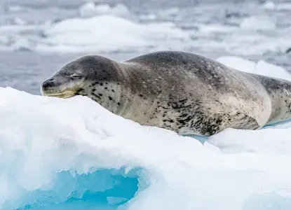 Leopard-Seal_Antartica-hero.jpg Leopard-Seal_Antartica-hero.jpg