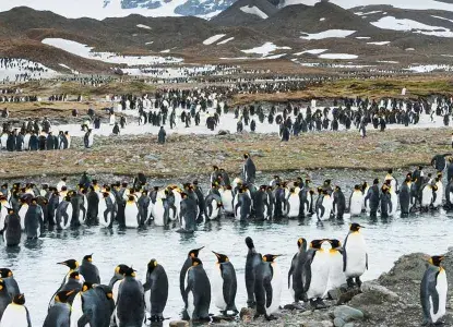 South-georgia-king-penguin-colony-hero.jpg South-georgia-king-penguin-colony-hero.jpg