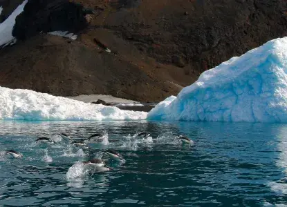 Penguins-Porpoising_Antartica_hero.jpg Penguins porpoising through calm icy waters in Antarctica)